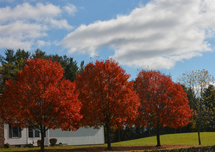 Fall Foliage in Hudson, Ohio by Dr. Jacob Mathew