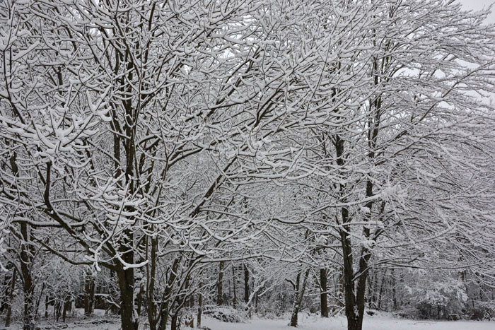 Winter Wonderland, Hudson, Ohio