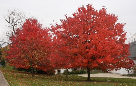 Autumn Scene in Ohio
