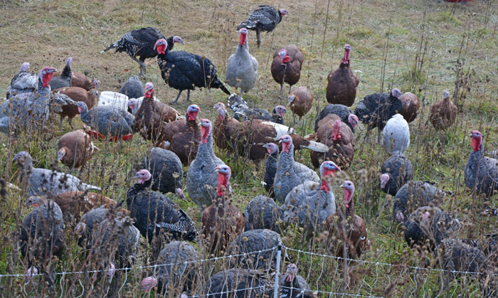 Turkey Farm in Cuyahoga Valley National Park. Photo by Dr. Jacob Mathew, Malankara World