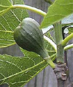 Fig Tree Fruit