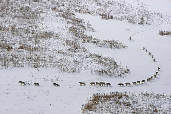Journey of Wolves in Frozen Tundra