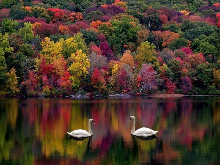 Fall Landscape