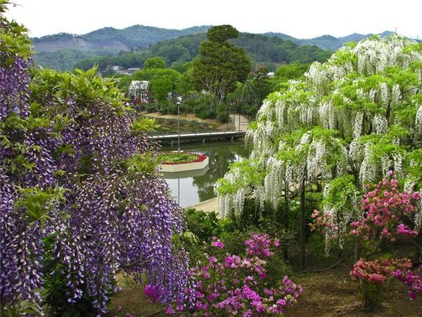 Ashikaga flower park, Japan