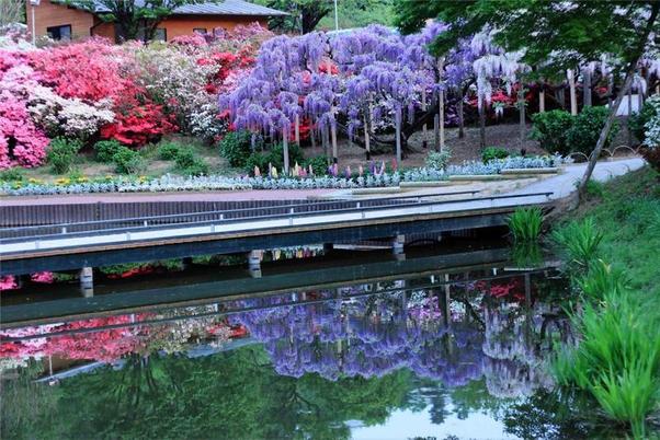 Ashikaga flower park, Japan