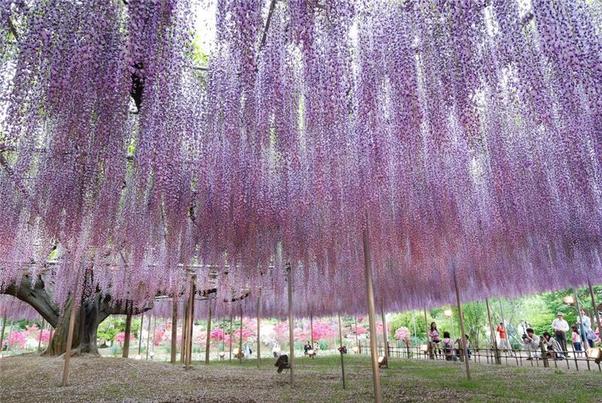 Ashikaga flower park, Japan