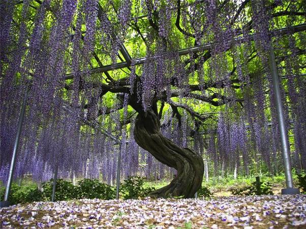 Ashikaga flower park, Japan