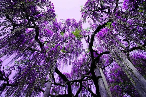 Ashikaga flower park Japan Besides the fuji you will find many other 