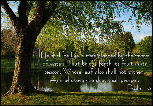 Psalm 1:3 He shall be like a tree planted by the rivers of water